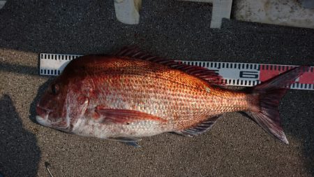 ARCADIAⅡ （アルカディアⅡ） 釣果