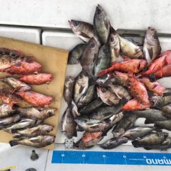 末広丸(熊本) 釣果