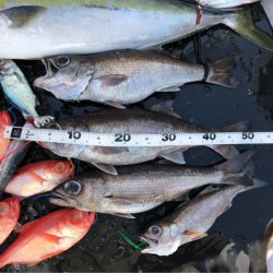 ＴＡＲＯＭＡＲＵ 釣果