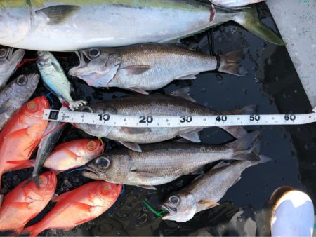 ＴＡＲＯＭＡＲＵ 釣果