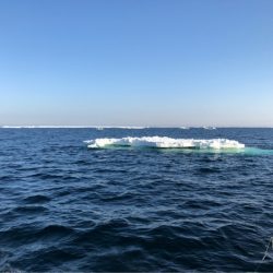 第二 つれたか丸 釣果