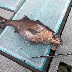 ＴＡＲＯＭＡＲＵ 釣果