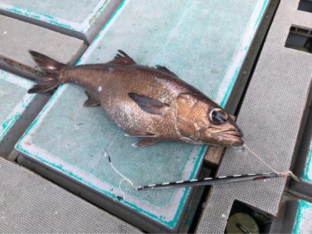 ＴＡＲＯＭＡＲＵ 釣果