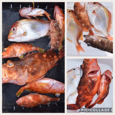 渡船屋たにぐち 釣果