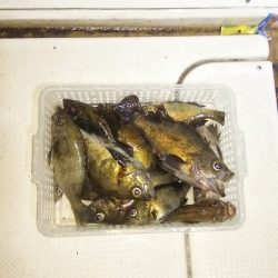 マリンガイド福丸 釣果