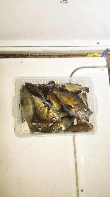 マリンガイド福丸 釣果