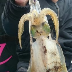 シースナイパー海龍 釣果