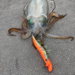 South Current 釣果