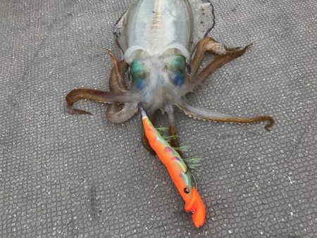 South Current 釣果