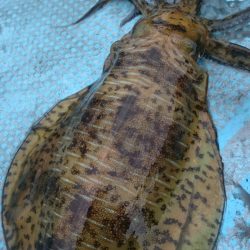 シースナイパー海龍 釣果