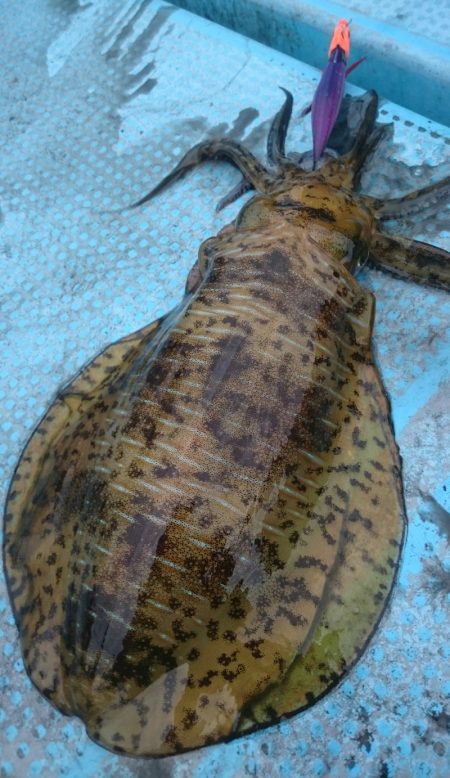 シースナイパー海龍 釣果