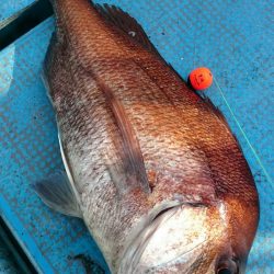 シースナイパー海龍 釣果