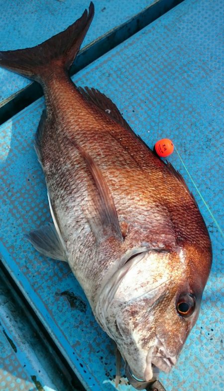 シースナイパー海龍 釣果