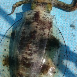 シースナイパー海龍 釣果