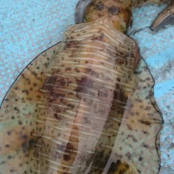 シースナイパー海龍 釣果