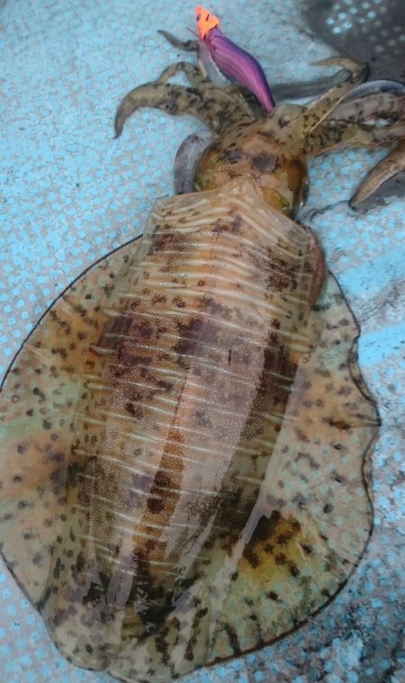 シースナイパー海龍 釣果