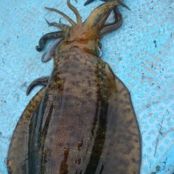 シースナイパー海龍 釣果