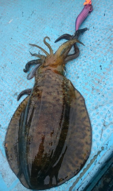 シースナイパー海龍 釣果