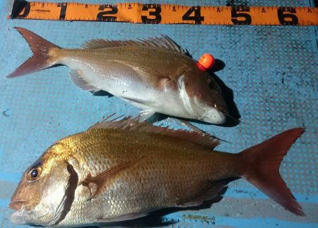 シースナイパー海龍 釣果