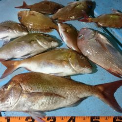 シースナイパー海龍 釣果