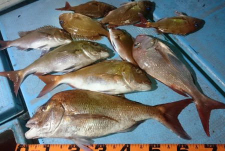 シースナイパー海龍 釣果