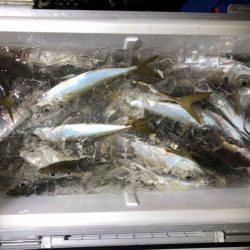 シースナイパー海龍 釣果