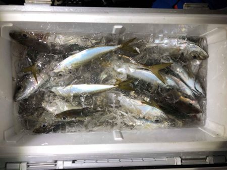 シースナイパー海龍 釣果