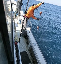 第二清洋丸 釣果