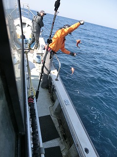 第二清洋丸 釣果