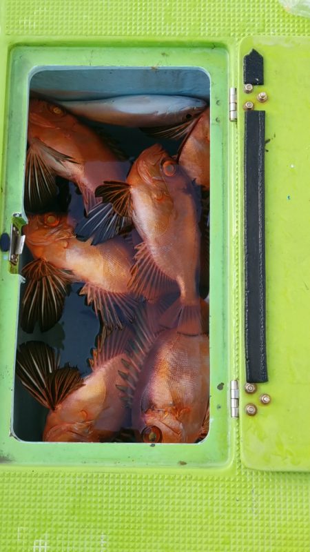 ゆたか丸 釣果