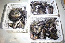 KIM Fishing Guide Ser…