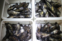 KIM Fishing Guide Ser…