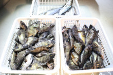 KIM Fishing Guide Ser…