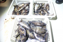 KIM Fishing Guide Ser…