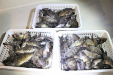 KIM Fishing Guide Ser…