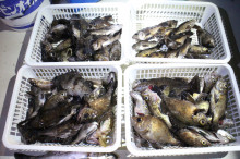 KIM Fishing Guide Ser…