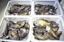 KIM Fishing Guide Ser…