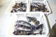 KIM Fishing Guide Ser…