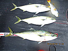 遊漁船 未紗奈 釣果