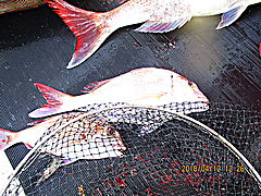 遊漁船 未紗奈 釣果