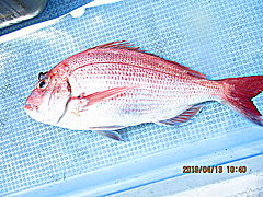 遊漁船 未紗奈 釣果