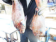 遊漁船 未紗奈 釣果