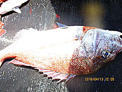 遊漁船 未紗奈 釣果