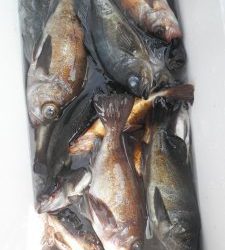 美咲丸 釣果