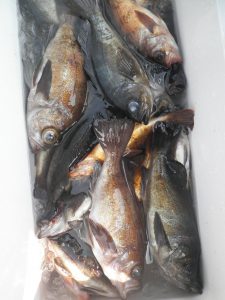 美咲丸 釣果