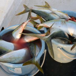 ジギング船 BLUEWATER 釣果