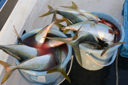 ジギング船 BLUEWATER 釣果