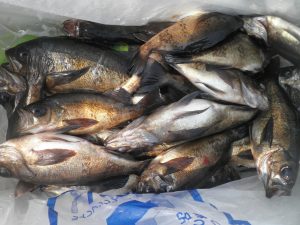 美咲丸 釣果