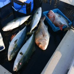 ジギング船 BLUEWATER 釣果