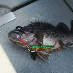 IDATEN(イダテン) 釣果